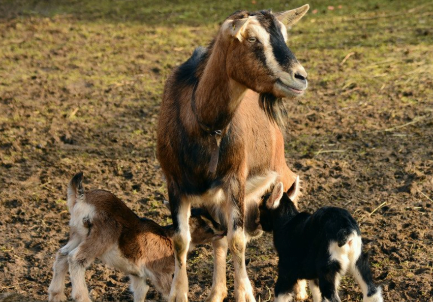 how many goats per acre