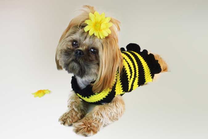 cute dog crochet bee sweater