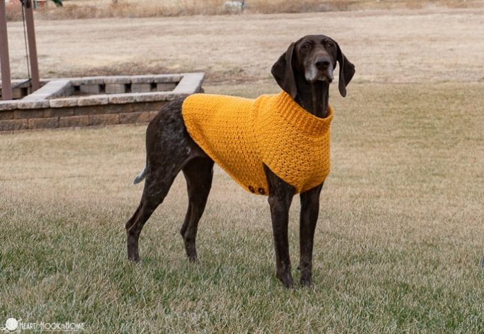 XXL crochet dog sweater pattern free