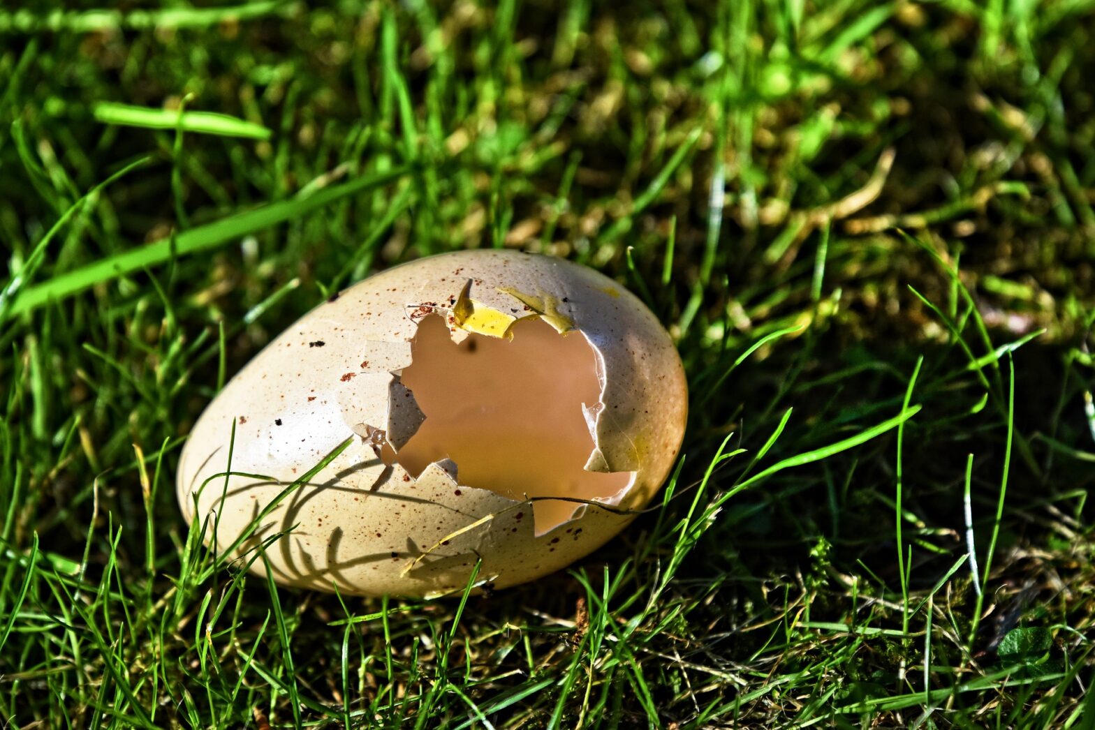 Are Eggshells Good For Plants