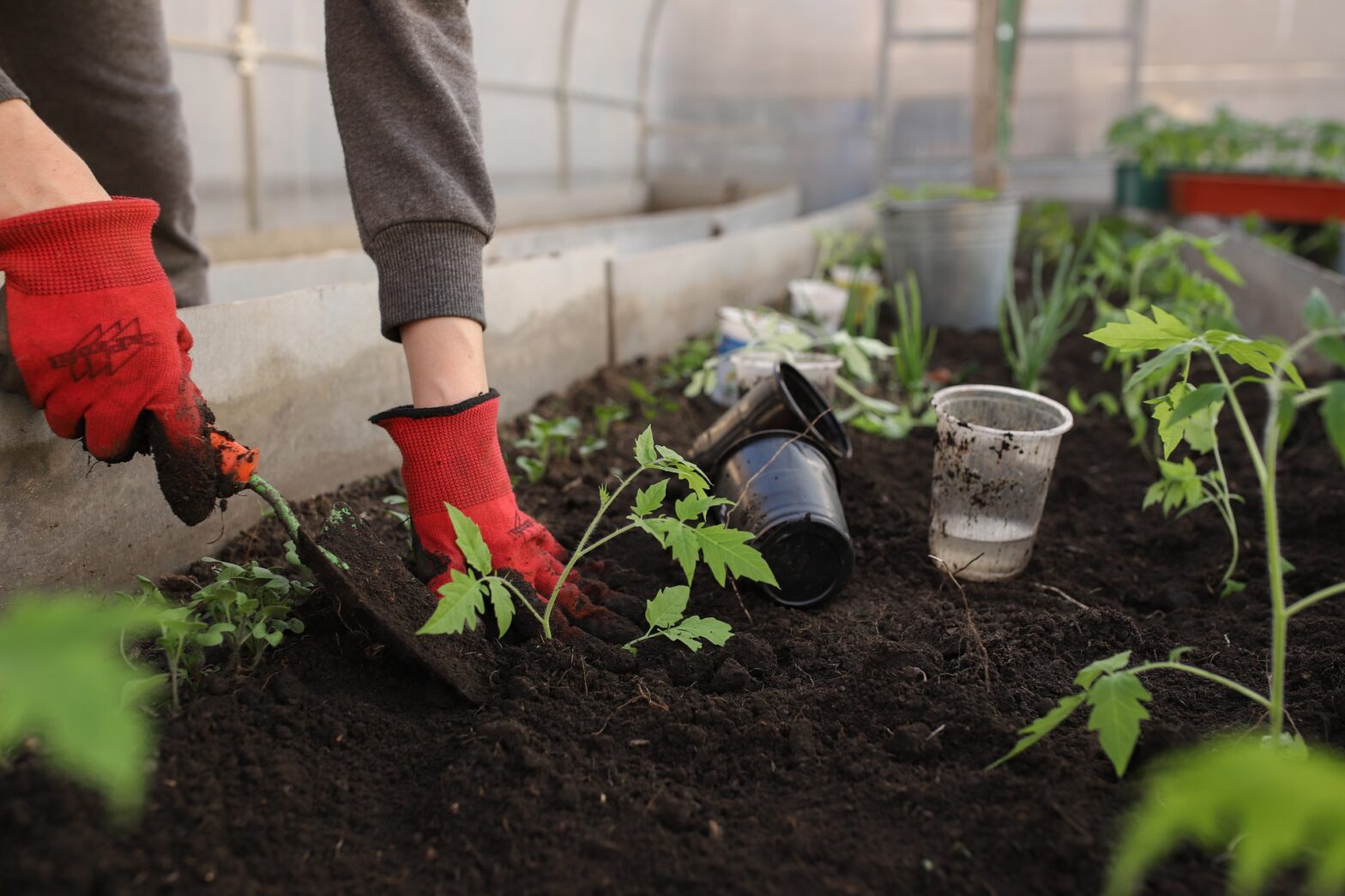 Should You Use Coffee Grounds In The Vegetable Garden
