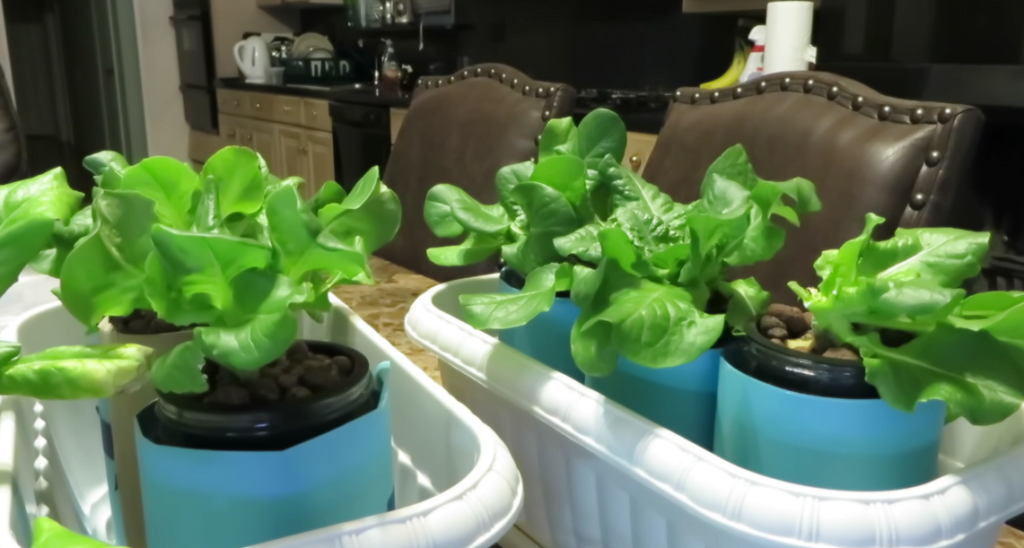 kratky method: the easiest hydroponic grow system from home use