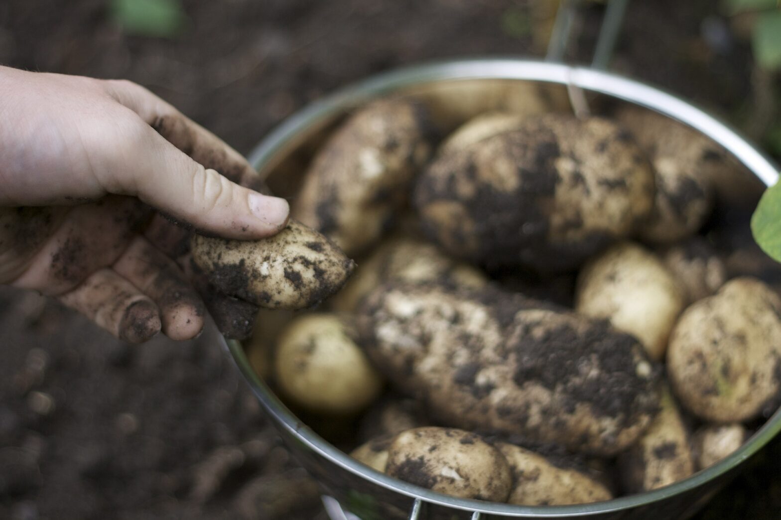 Secrets To Growing Potatoes