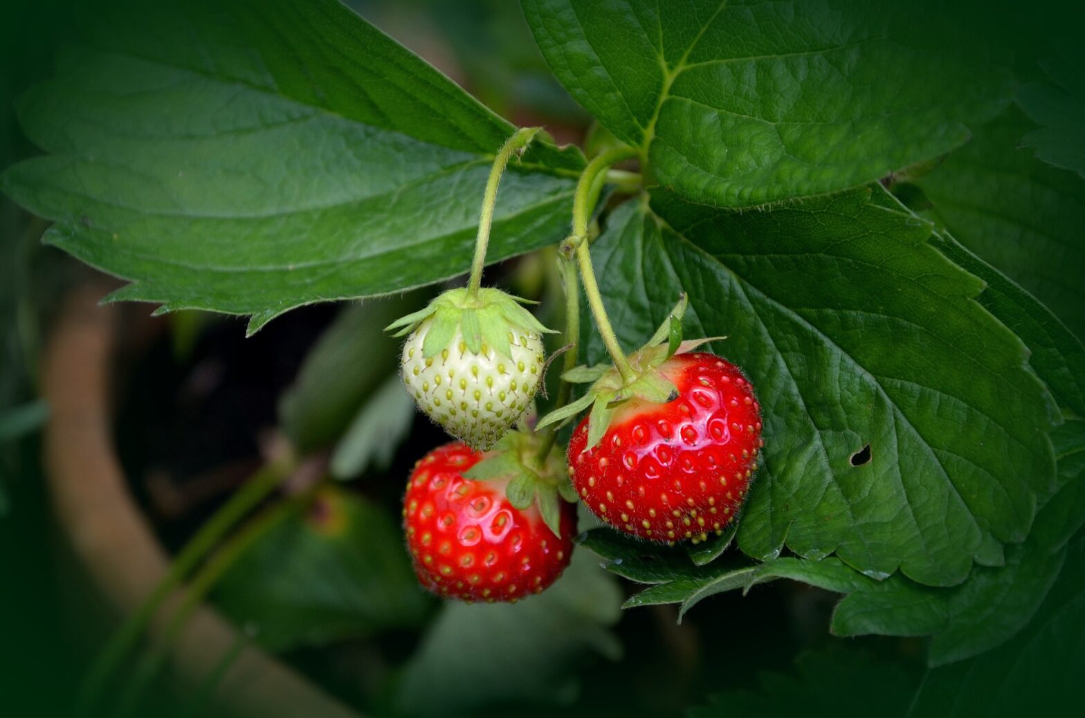 how long do strawberries take to grow