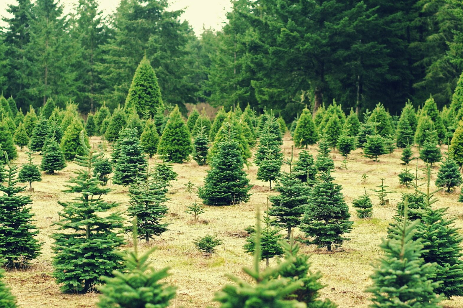 How Many Christmas Trees Per Acre