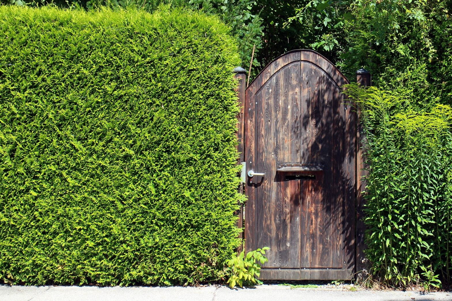 Fastest Growing Evergreen Trees For Privacy