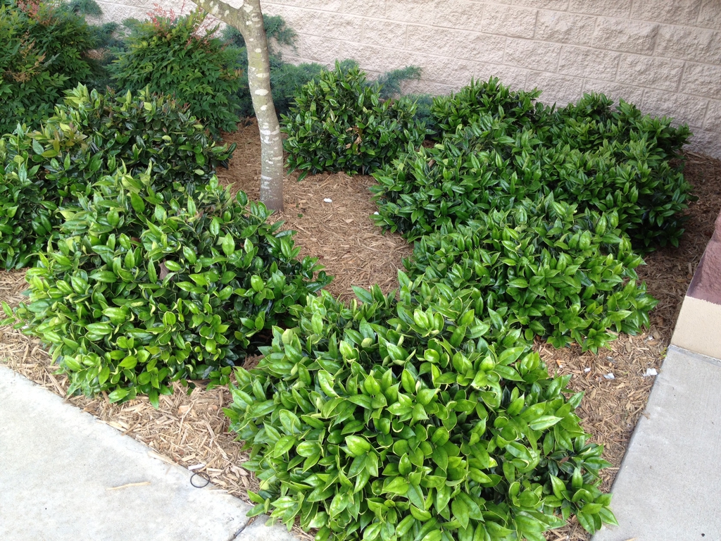 small evergreen shrubs