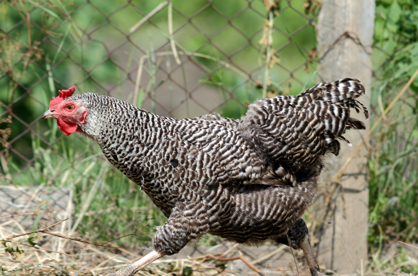 when do barred rocks start laying eggs