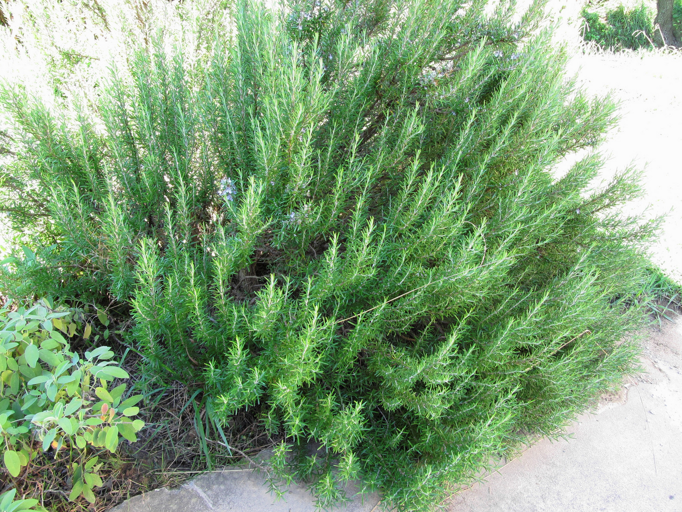 evergreen shrubs for small yards